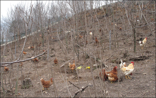 호두나무 밭에 풀어놓은 닭들이 여기저기ㅣ 돌아다니며 먹이를 찾고 있다. 친환경 순환축산의 모습이다. 전남 곡성 통명산 자락에 있다.