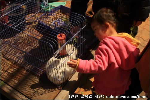  동네마실을 나와 골목집 토끼장을 한참 들여다보며 노는 아이.