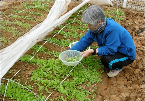  텃밭에서 아기배추를 솎아 바구니에 담고 있는 막내 누님. 유방암, 자궁암, 폐암 수술을 받고도 미소를 잃지 않는 누님에게 손바닥이 아프도록 박수를 보낸다. 
