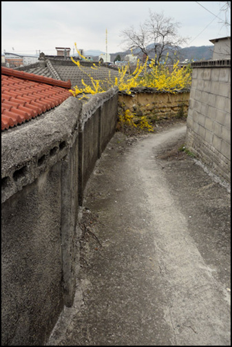 김산향교 앞 골목길이에요. 흙 담장 위로 얼기설기 피어난 개나리꽃이 아름답게 보입니다. 정겨운 고향집 풍경이었어요.