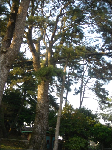 수령 400년이 넘는 것으로 추정되는 노거수 곰솔나무