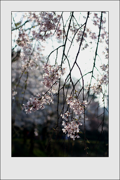 벚꽃, 일본의 국화라 조금은 오해를 받는 꽃이기도 하다.