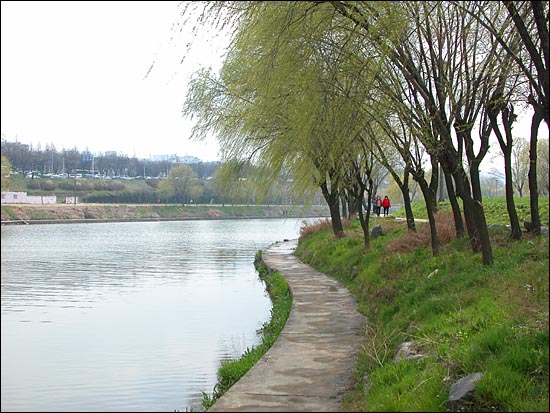 한강 강변의 버드나무. 춤추는 연록색 나뭇잎