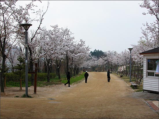 서울숲 벚꽃길 산책로.