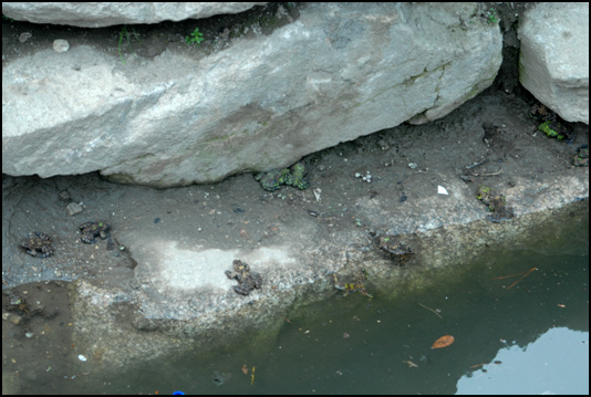 산 중턱에 있는 인공연못 속에 집단으로 살고 있는 무당개구리들