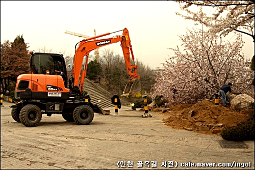 인천대학교 둘레 벚나무는 모조리 파내고 있습니다.