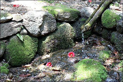 연지석가산에 떨어진 동백꽃이 더욱 붉다.