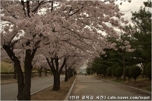 도화동 옛 인천대학교 안마당에는 아직 벚나무 길이 남아 있습니다만, 도깨비집이 된 학교 건물 둘레 나무들은 곧 모두 파내어 옮길 테지요.
