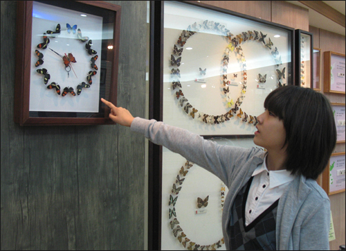 함평나비대축제에선 갖가지 모양의 나비표본을 볼 수 있다. 표본 가운데에 '나비시계'도 걸려 있다. 