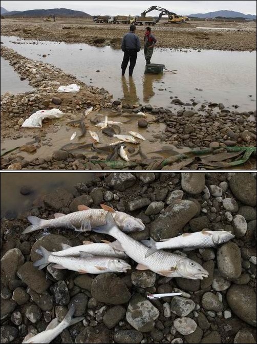 강을 살린다는 4대강사업으로 인해 죽어간 물고기 떼의 모습입니다. 이게 바로 이명박식 강살리기 실체입니다. 