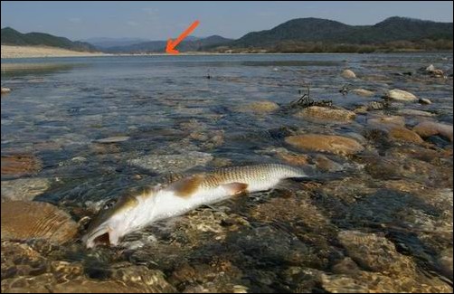  여울에 숨을 헐떡이며 죽어가는 누치... 도대체 누가 왜? .. 그 이유는 바로 위에 있었습니다. 