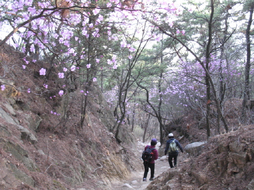 요즘 서울 근교 산은 진달래꽃이 만개했다.