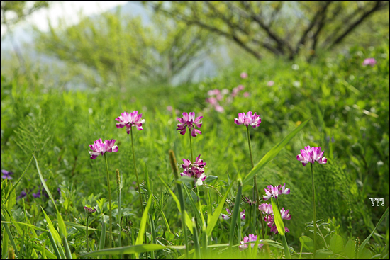 봄이면 자줏빛을 내는 아름다운 들꽃이다.