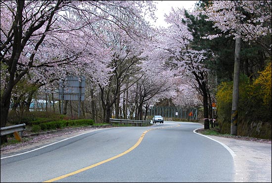 대청호수길 벚꽃 터널.