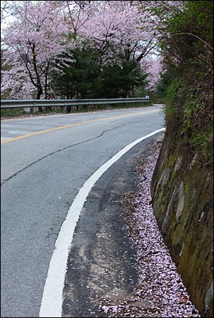 벚꽃비 날리는 길.