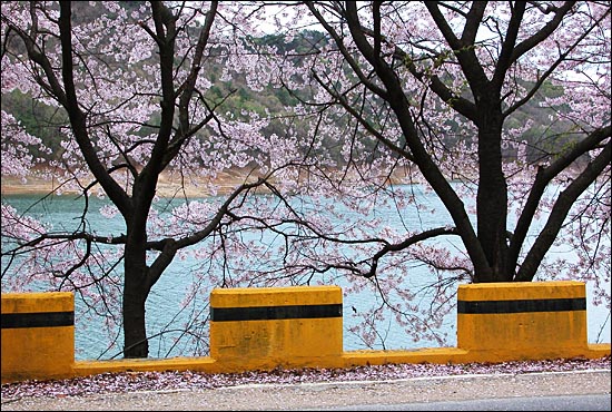 벚꽃이 지고 있는 대청호수길.