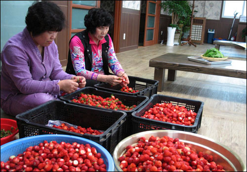 최미경씨가 농가맛집 '보자기'에서 짬을 이용해 딸기를 다듬고 있다. 그녀는 이 친환경 딸기로 딸기잼을 직접 만들어 팔고 있다.