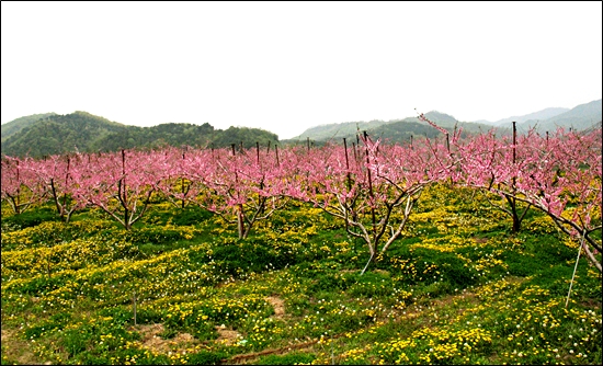 복숭아꽃이 핀 아름다운 풍경. 말 그대로 도원경, 무릉도원이다.