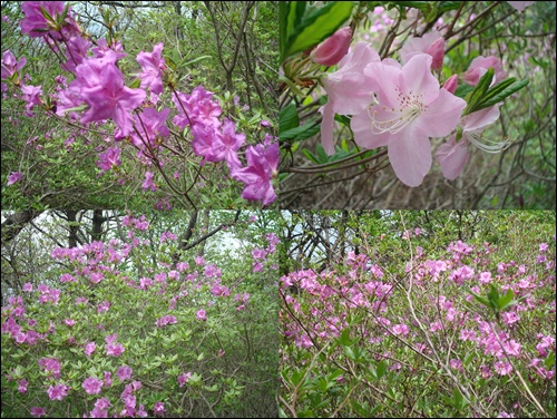  대운산