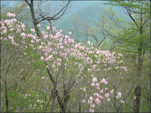 대운산