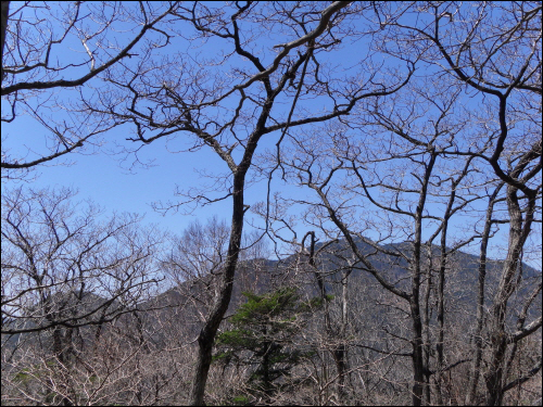  지리산의 나무들