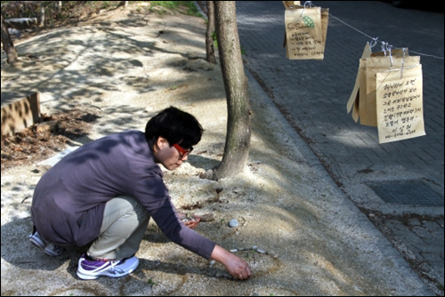 세상에 갓나온 해바라기를 위해 돌로 원을 만들고 있는 이영미선생