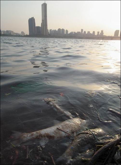 수도 서울의 상징인 63빌딩 맞은 편 한강에 죽은 물고기가 가득합니다. 