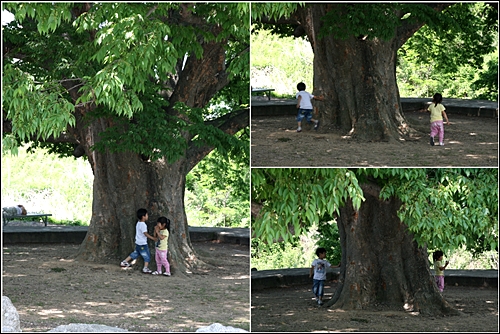 350년 된 느티나무. 보기에는 천년은 산것 같이 크다. 그 나무아래서 술레잡기를 하는 꼬마들