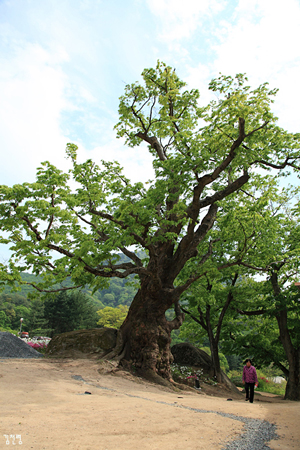 공림사 느티나무