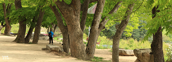 괴산의 ‘괴’는 느티나무槐를 뜻한다. 느티나무는 괴산의 군목이면서 괴산을 가장 잘 드러내는 나무다.