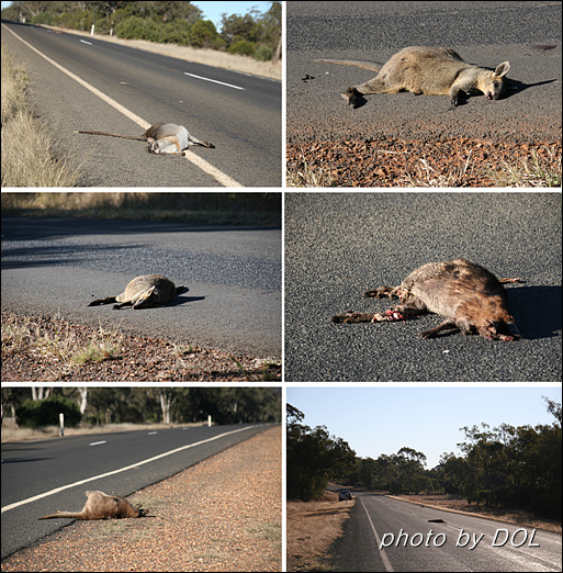4000만 마리를 헤아리는 호주 캥거루의 최대 천적은 자동차이다. 야간에(심지어 주간에도) 도로로 뛰어드는 캥거루와 충돌하는 사고는 그들에게나 사람에게나  불행한 일이다. 야행성인 동물들이 활동하는 시간대의 운전은 각별한 주의가 필요하다.