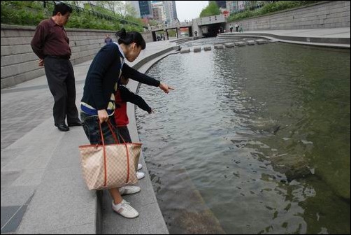 청계천을 찾는 사람들은 청계천에 물고기가 많이 산다는 것에 놀랍니다. 이를 위해 서울시가 물고기들을 사다놓고서는 물길따라 돌아왔다고 거짓말하는 것입니다. 