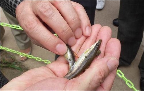 김익수 교수님이 청계천 물고기를 조사해보니 산란철임에도 불구하고 정자와 알이 부족한 상태임을 알 수 있습니다. 