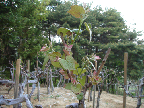 5월 중순에야 대전에서 옮겨온 포도나무가 새 삶을 위한 싹을 올렸다. 