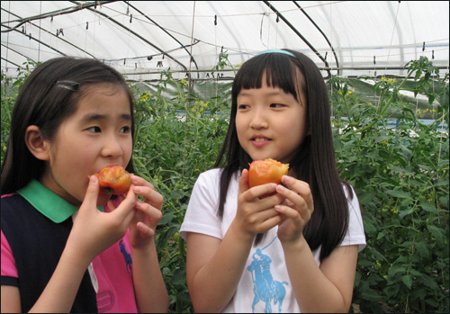 꿀맛 토마토. 송광일 박사의 하우스를 찾은 아이들이 자연재배로 키운 토마토를 즉석에서 따 먹고 있다.