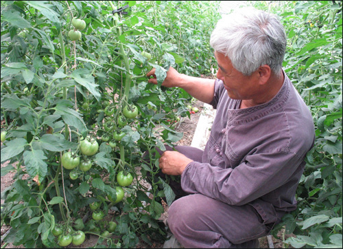 자연재배 작물은 일반재배보다 열매를 훨씬 더 많이 맺는다. 송광일 박사가 주렁주렁 달린 토마토를 보여주고 있다.