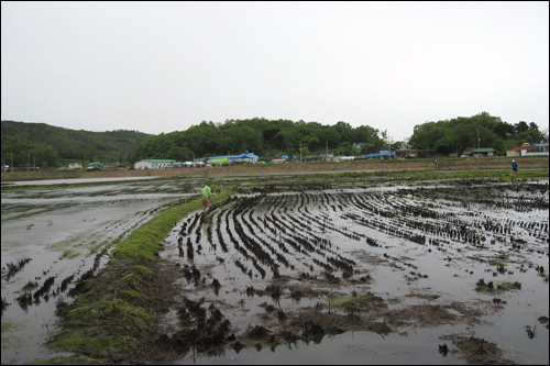  올해는 매화마름이 자라는 논에 군락을 형성한 것도, 꽃이 피는 것도 예년에 비해 못하였다.