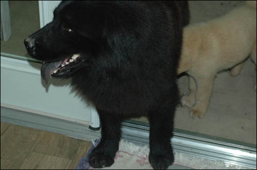 공포탄 소리에 겁에 질려 방안으로 들어서고 있는 곰순이. 강아지는 곰순이 품으로 파고 들었다.