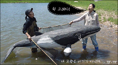 서울시가 청계천에서 섬진강 물고기인 갈겨니가 발견됐다는 발표를 내놓자 환경단체가 한강에서 밍크고래를 발견했다는 내용의 패러디물을 내놓았다.