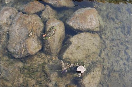 서울시가 물고기들의 산란과 휴식을 위해 놓아준 돌무더기입니다. 그러나 녹조가 가득... 그 어디도 생명이 깃들기 어렵습니다. 