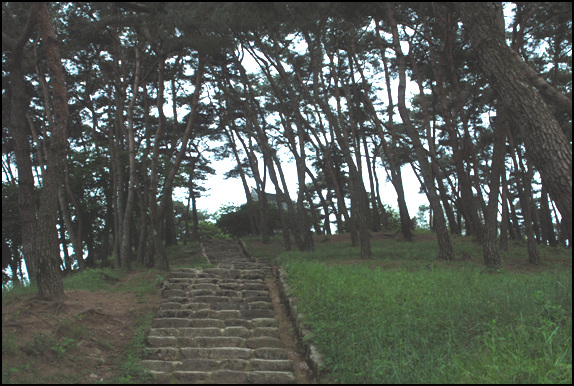 송강정을 오르는 길은 소나무 숲길이다. 천천히 걸으면 솔 향이 가득한 곳이다.
