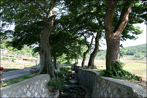 여수 호명의 방재수림대(전라남도 기념물 제165호). 수령이 대개 100년에서 500년 정도로 추정되는 나무 84그루가 450m 길이로 심어져 있다.