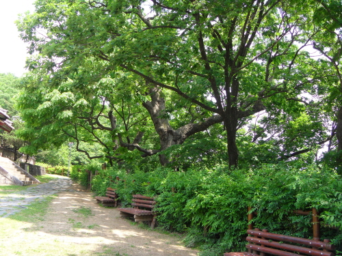 숭의전 앞에는 500년이 넘은 느티나무들이 임진강의 절벽위에 울타리를 치듯 서있다.  