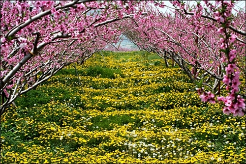 지난 5월 충청북도 충주시 앙상면 영죽리 이상국씨의 복숭아밭에 꽃이 활짝 핀 모습. 