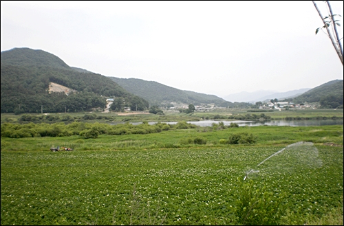 영죽리 남한강변에 감자밭. 감자밭 넘어로 강이 흐르고 있는 것이 보인다.