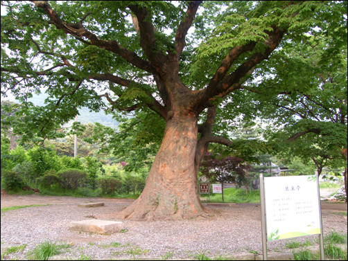 경기도 광명시 있는 영회원을 지키고 있는 수령 400년의 느티나무. 이 나무는 세자빈의 가슴 아픈 사연을 알고 있을까?