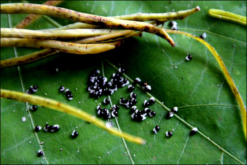 깍지를 터뜨려 나온 애기똥풀 씨앗. 흰색 부분이 개미들이 좋아하는 엘라이오좀 부분입니다. 

