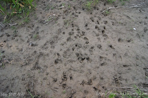 수많은 야생동물의 발자국이 어지러이 찍혀있다. 