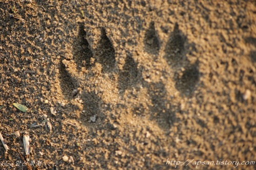 낙동강변의 모래톱에 야생동물의 발자국이 저렇게 선명하게 찍혀있다 