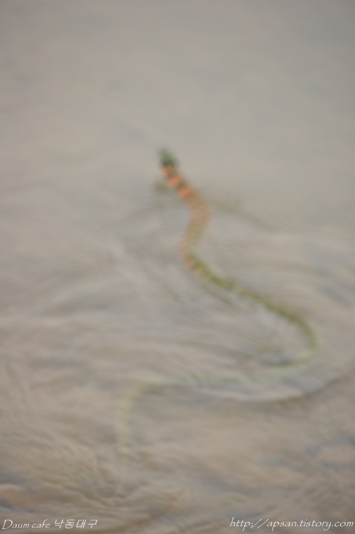 갑작스레 인간들을 만난 물뱀이 놀라 강물 속으로 황급히 달아난다.